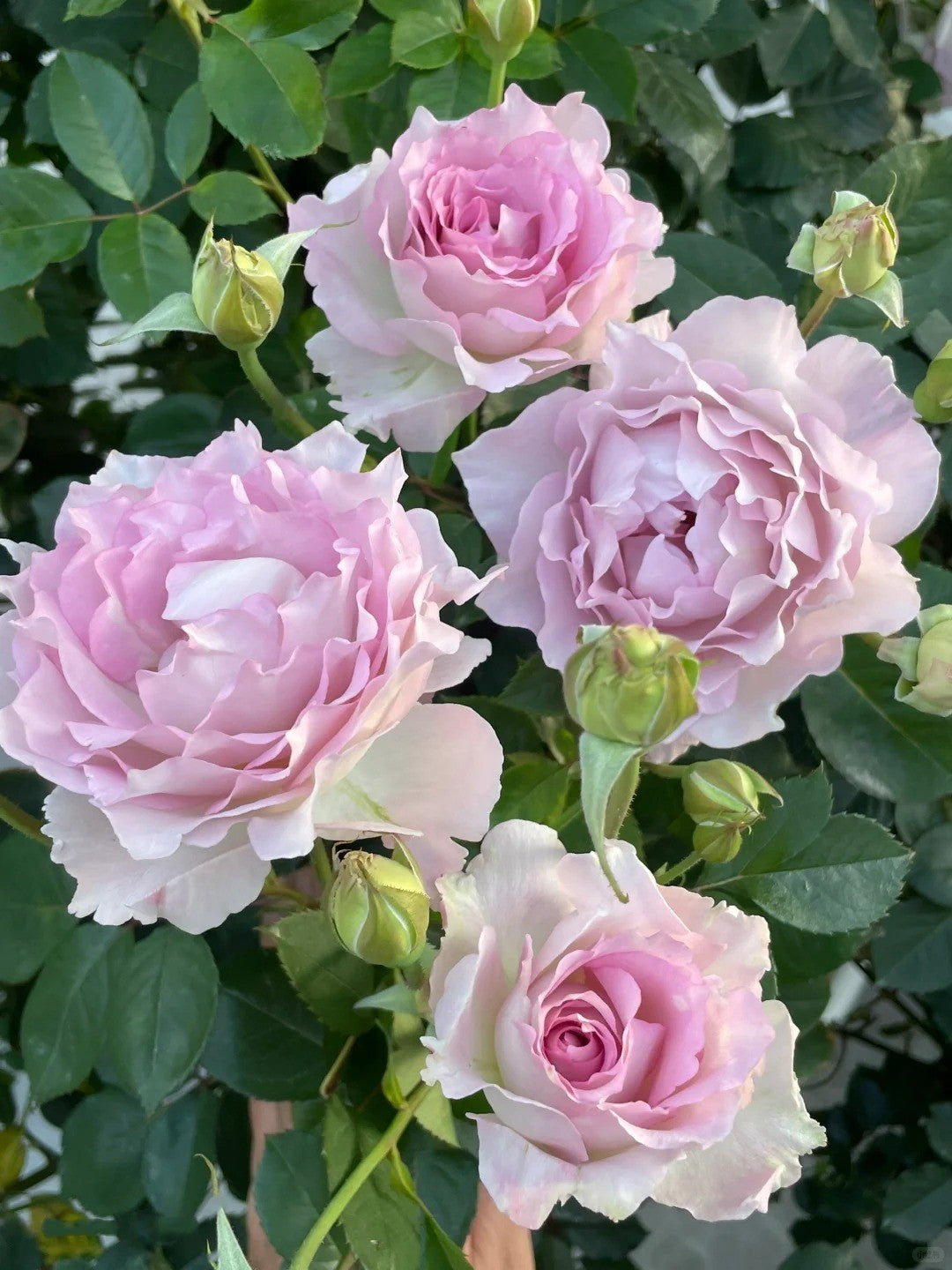 'Lu Ning Xiang' Shrub Rose