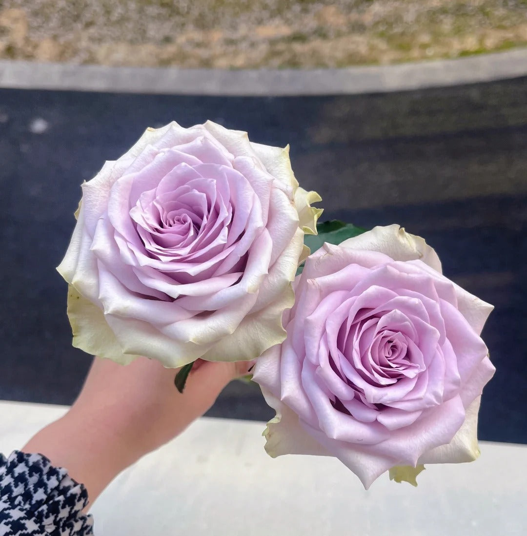 'Fifth Avenue' Shrub Rose