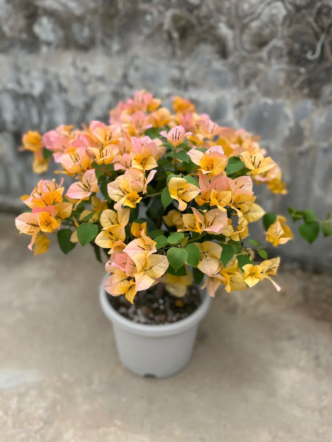 Bougainvillea 'Golden Glow'