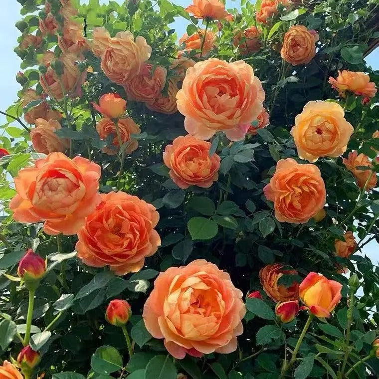 Lady of Shalott® (AUSnyson) David Austin® Climbing Rose Brush Live Plant, 5 gallon