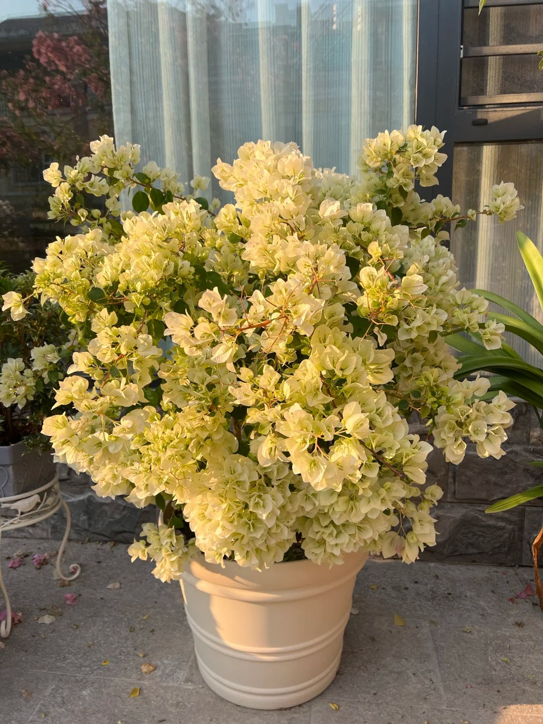 Bougainvillea 'Green Apple'