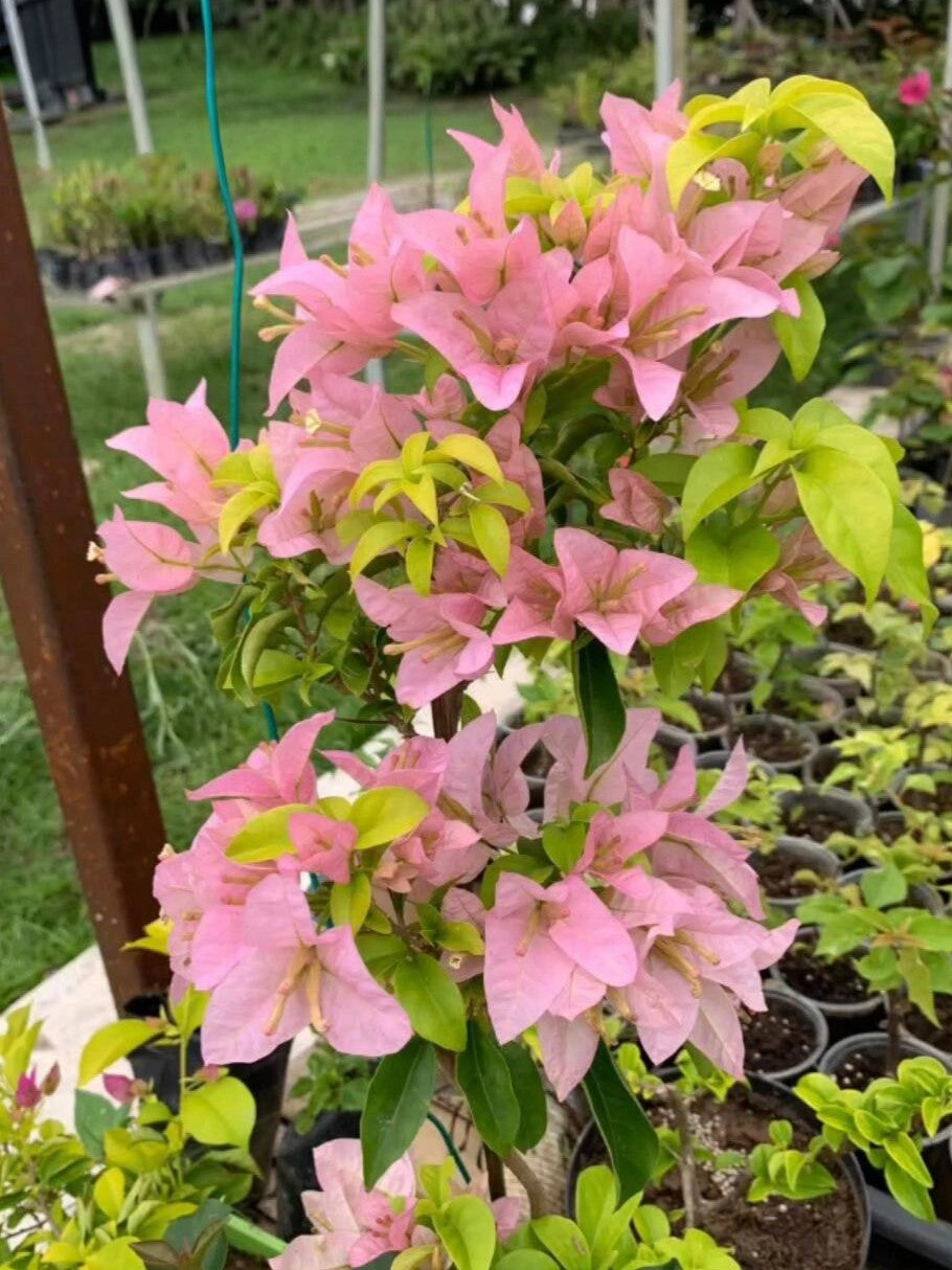 Bougainvillea 'Golden peach'