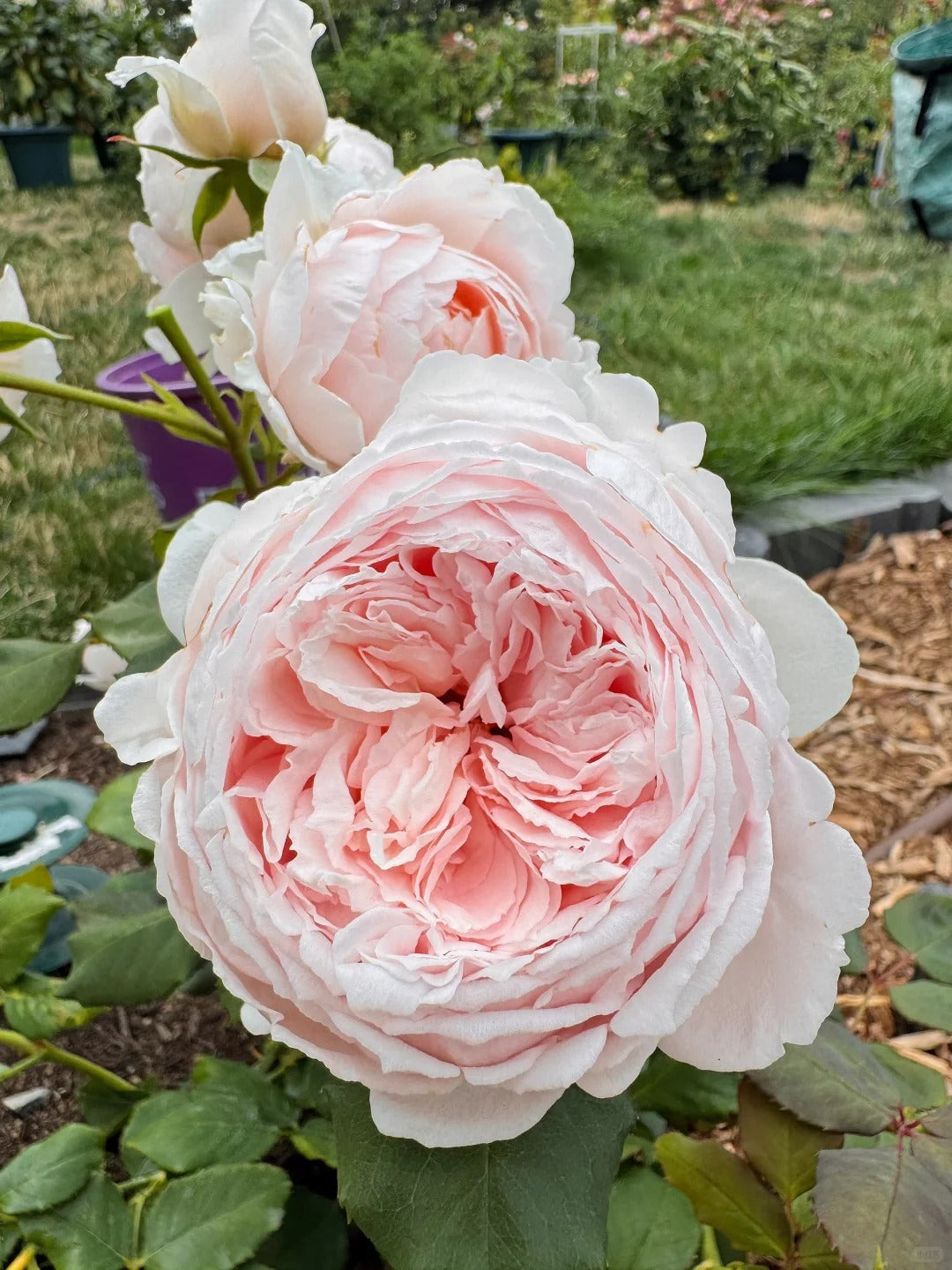 'Yanzi' Shrub Rose
