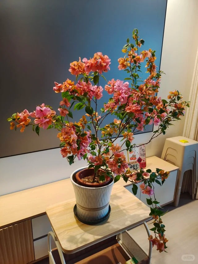 Bougainvillea 'Blondie'
