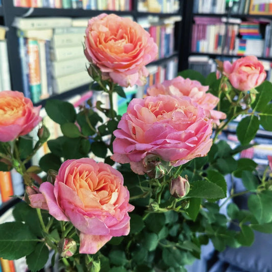 'Zhiqiu' Shrub Rose