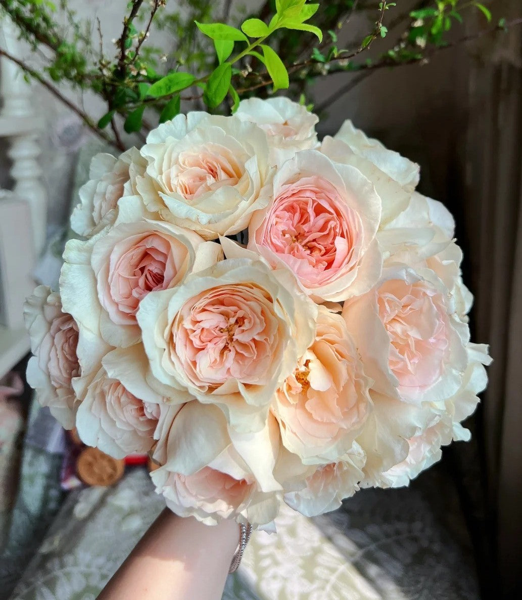 'Xiangsaixue' Shrub Rose