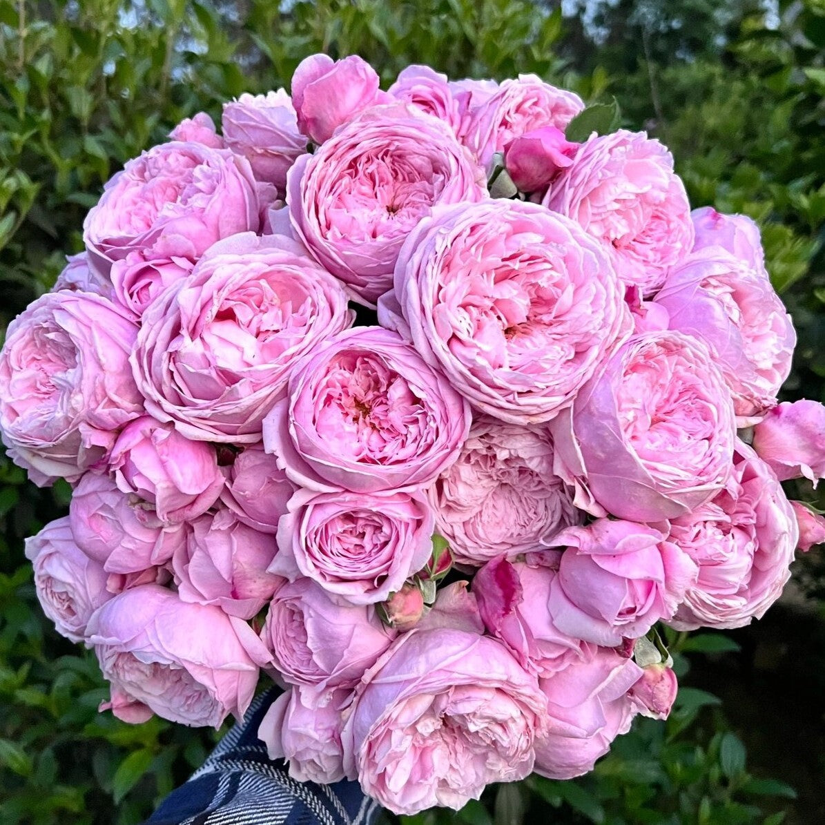 Ausbite - English Climbing Rose Brush Live Plant, 3-5 gallon