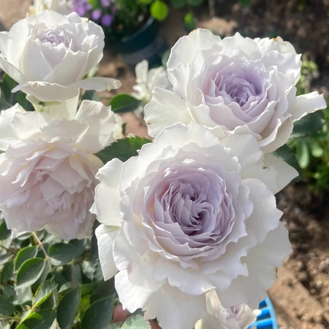 'Gabriel' Shrub Rose