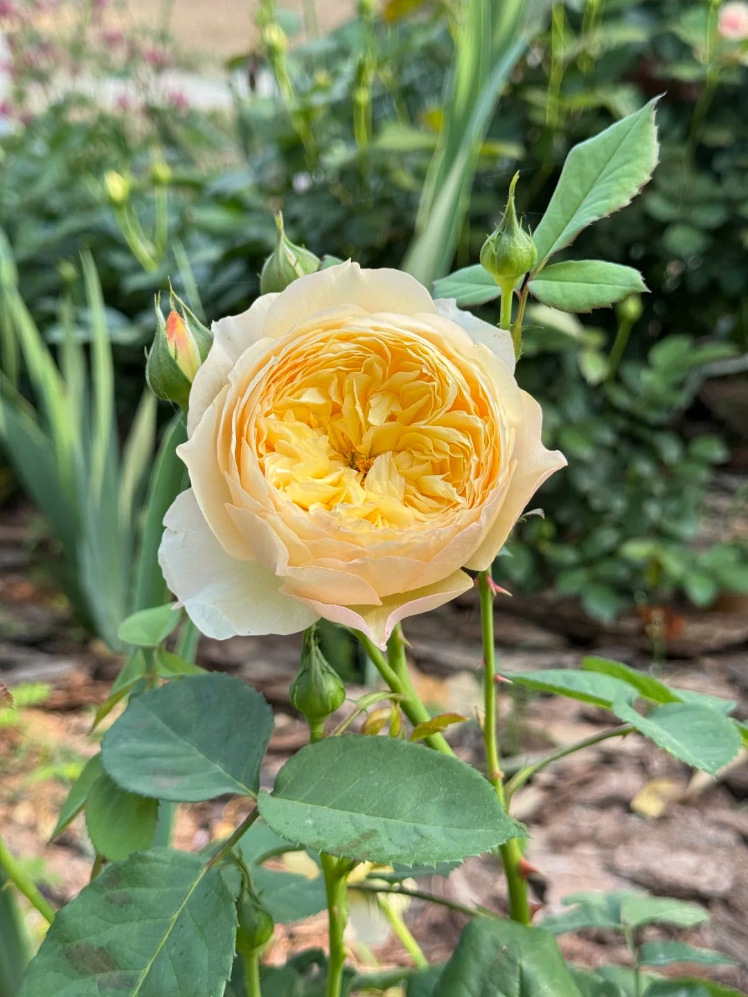 'Que Jiu / Bird Chirp' Shrub Rose