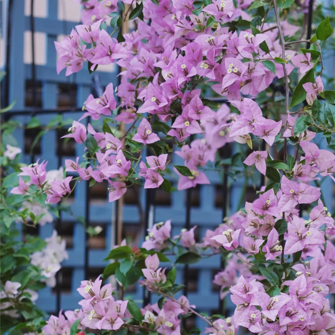Bougainvillea 'Cypheri'