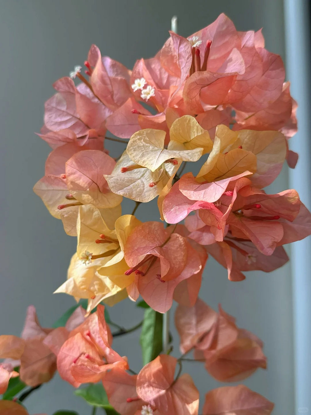 Bougainvillea 'Adarna'