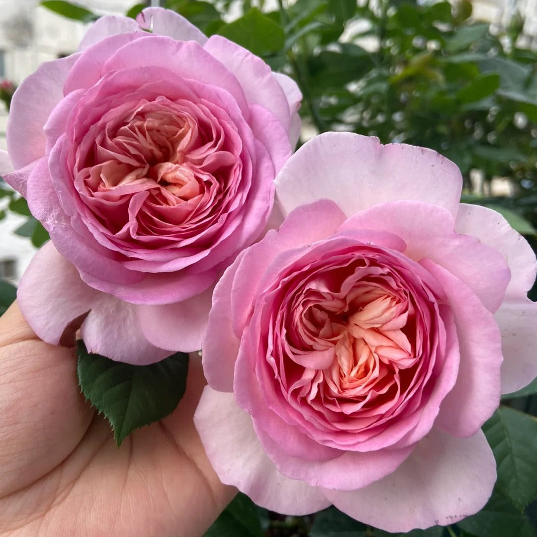 'Fendai' Shrub Rose