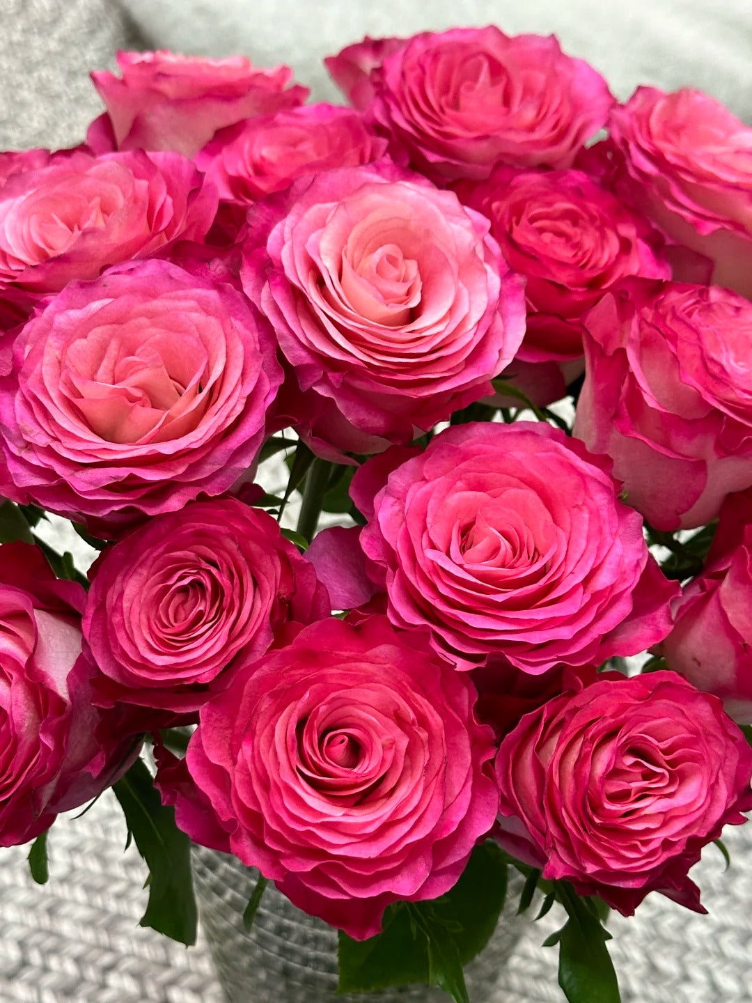 'Carmen' Shrub Rose