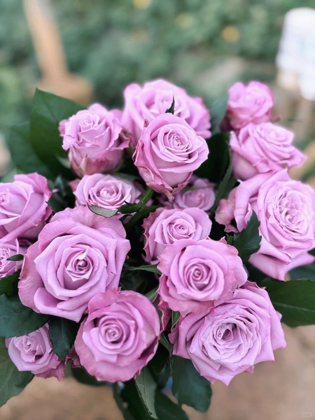 'Maritim' Shrub Rose
