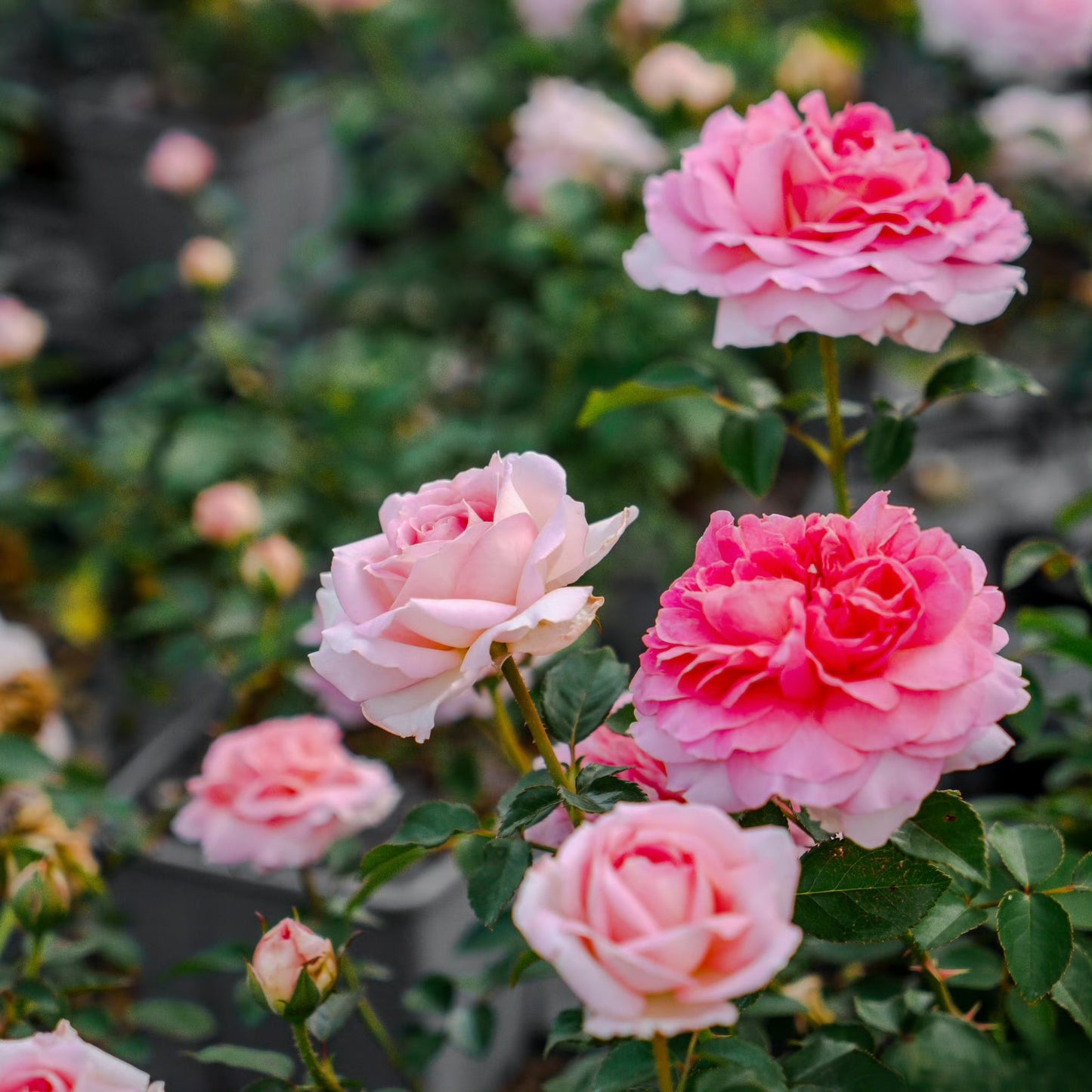 'Lanshan' Shrub Rose