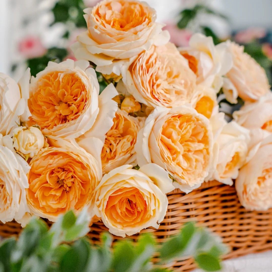 'Yunni' Shrub Rose