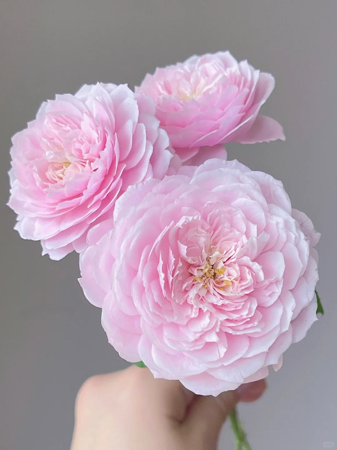 'Plume' Shrub Rose