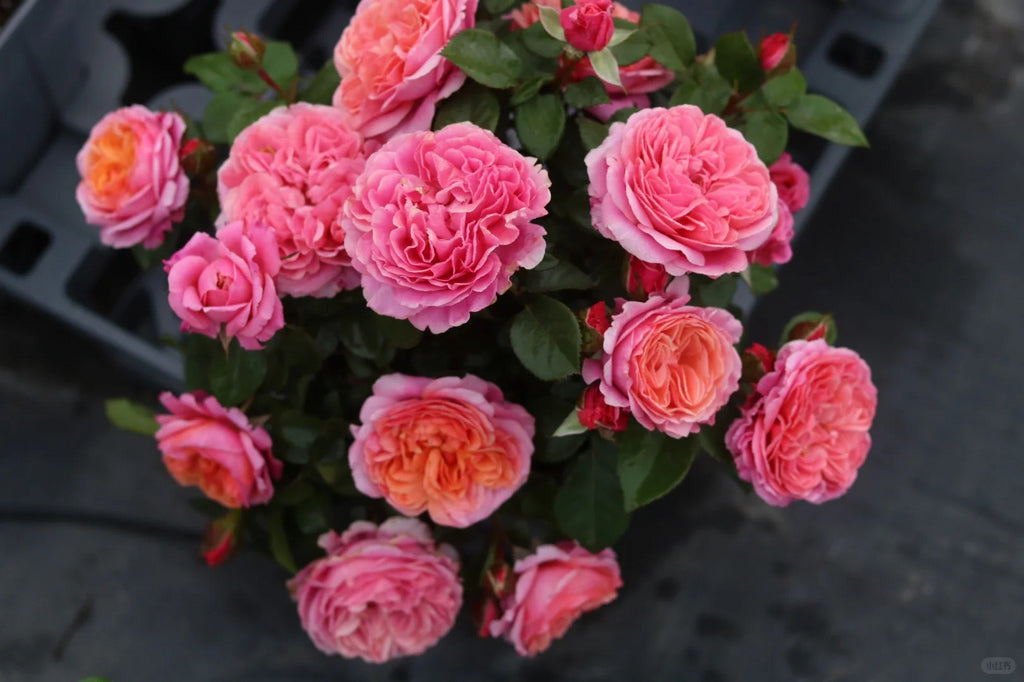'Xingchen' Shrub Rose