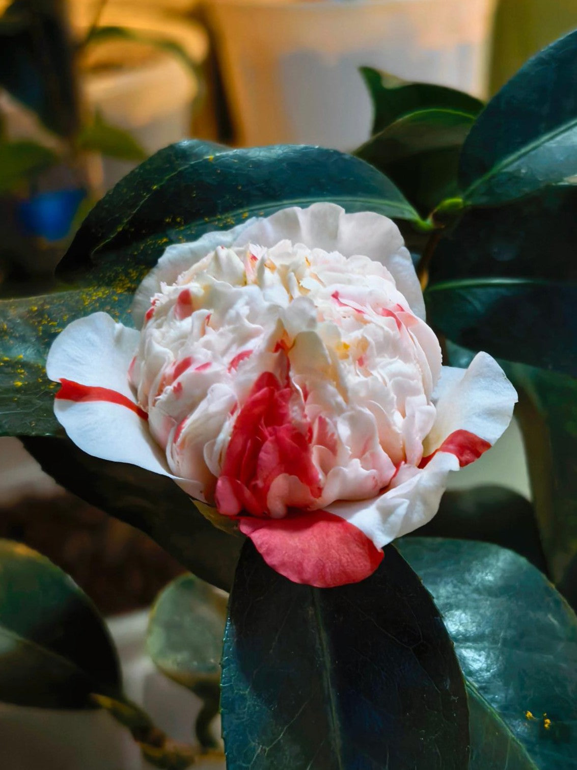'Sajin Baozhu' Camellia