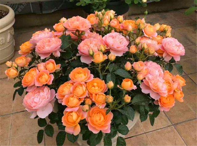 'Juicy Terrazza' Shrub Rose