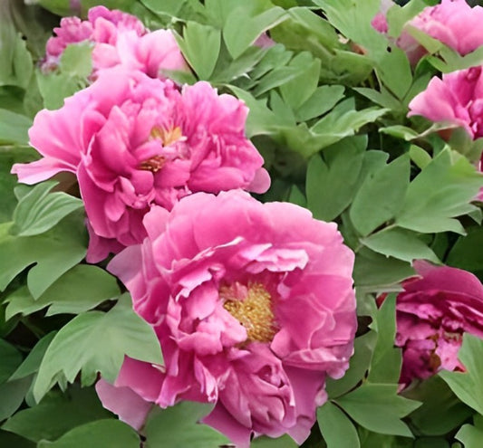 Shandong Lotus Red 鲁荷红 Tree Peony