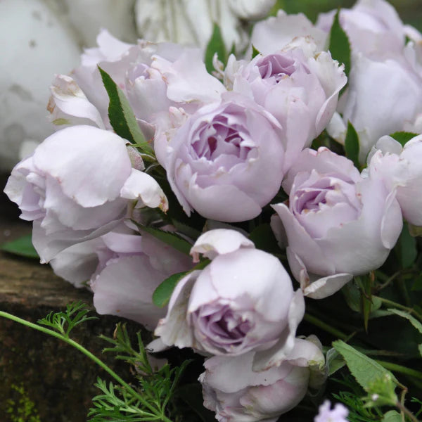 'Lucifer' Shrub Rose