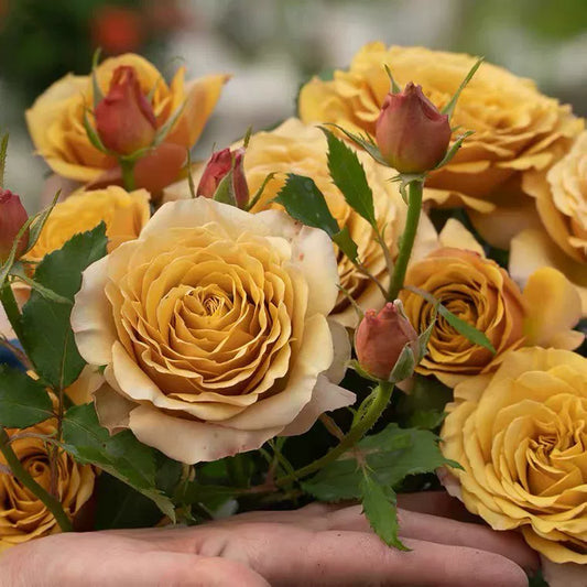 'Pine Dream' Shrub Rose