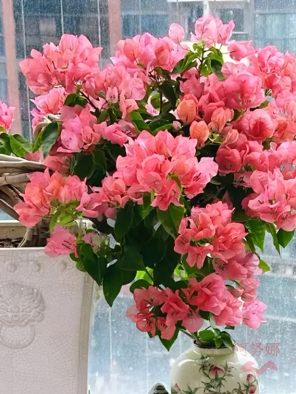 Bougainvillea 'Aruna'