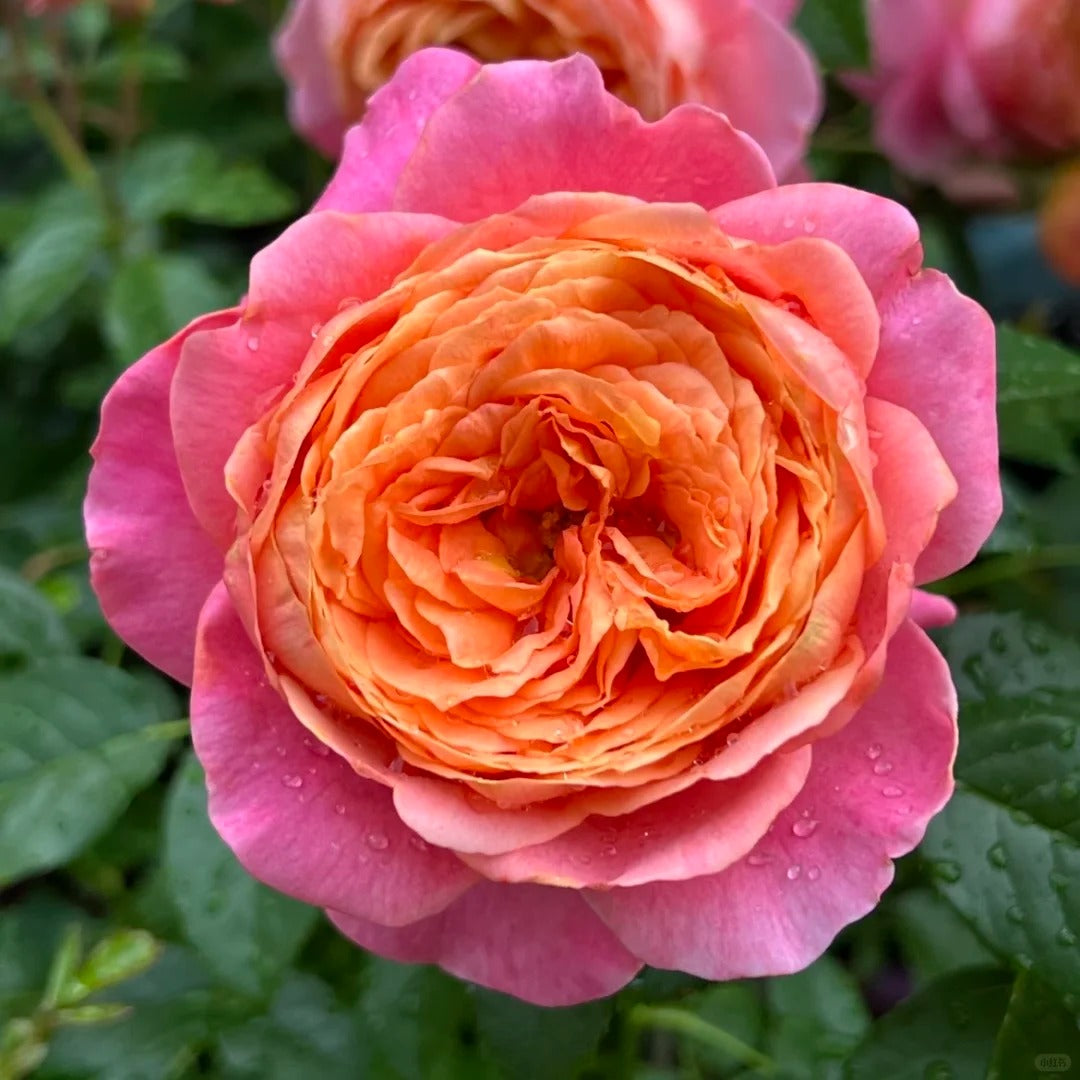 'Juzi' Shrub Rose