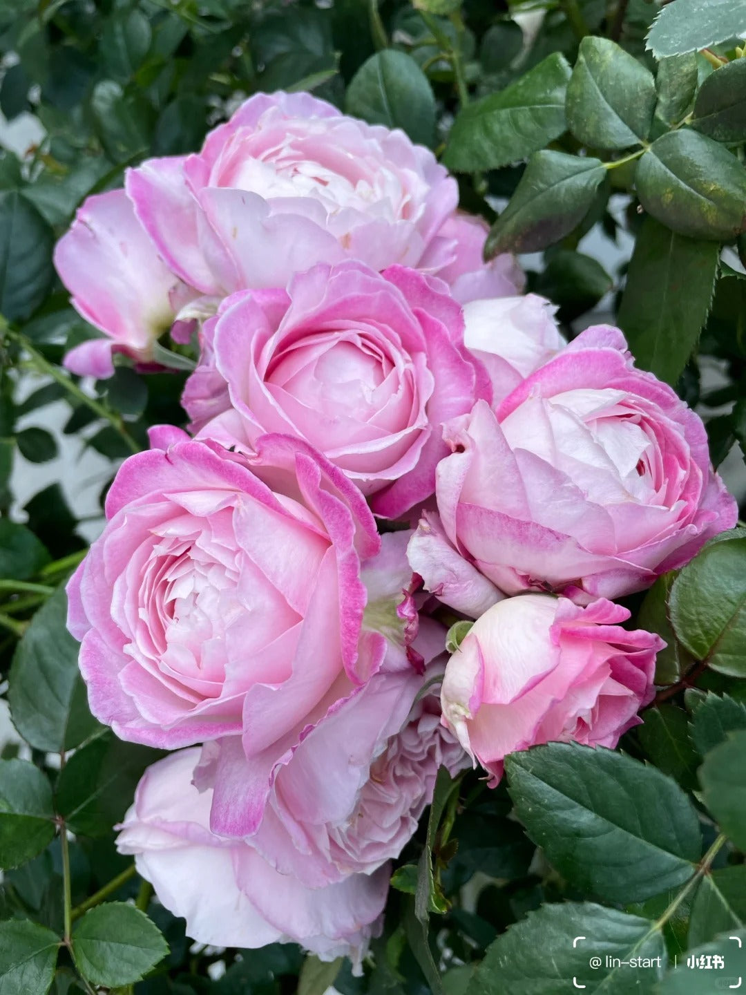 'Xingyuan Xueqing' Shrub Rose