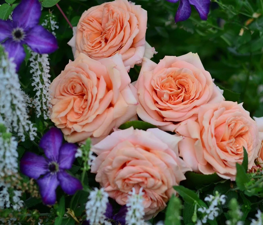 'Lady Capri' Shrub Rose