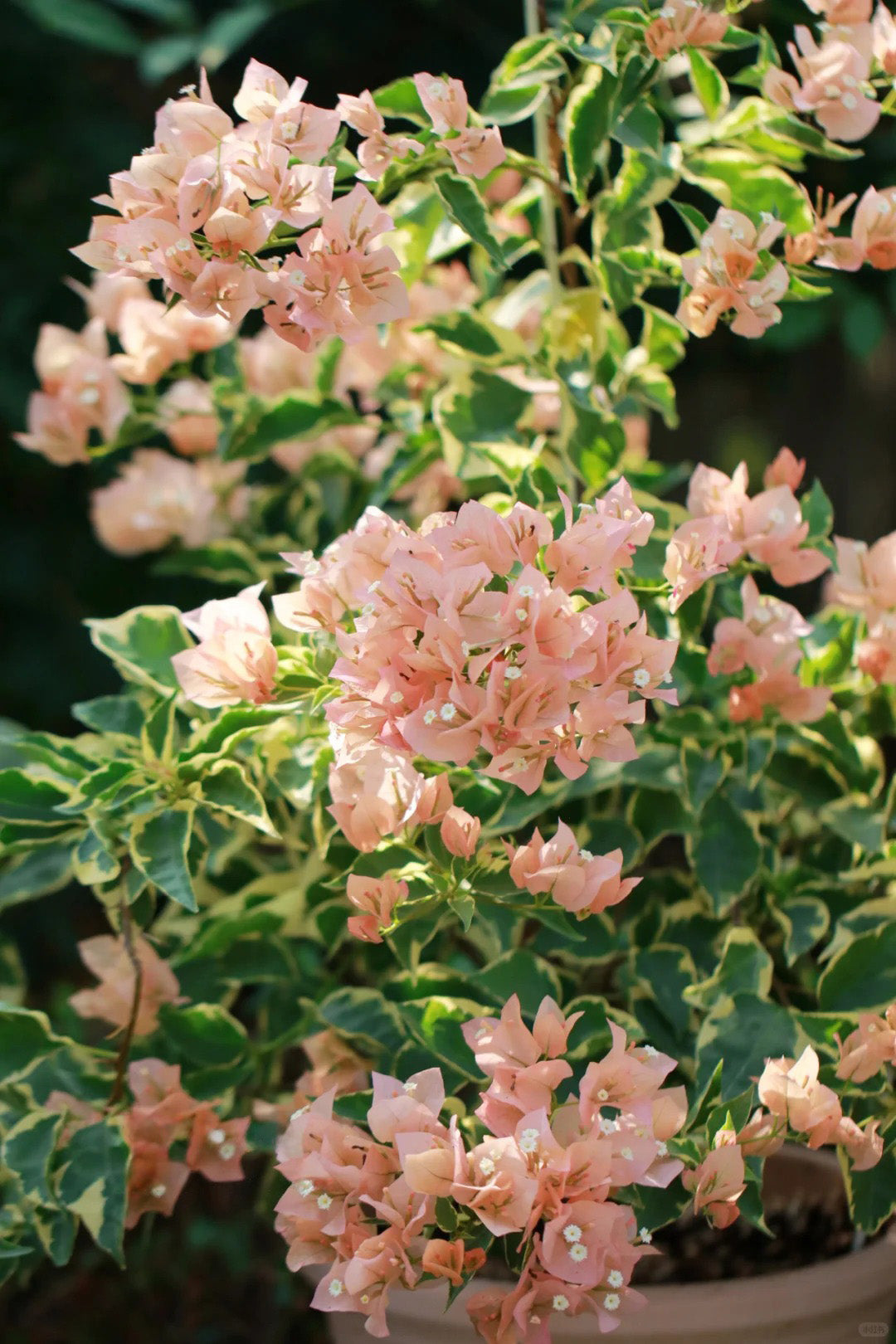 Bougainvillea 'Variegated Mas Perak'