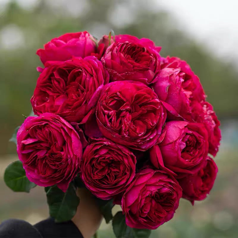'Cixuan' Shrub Rose