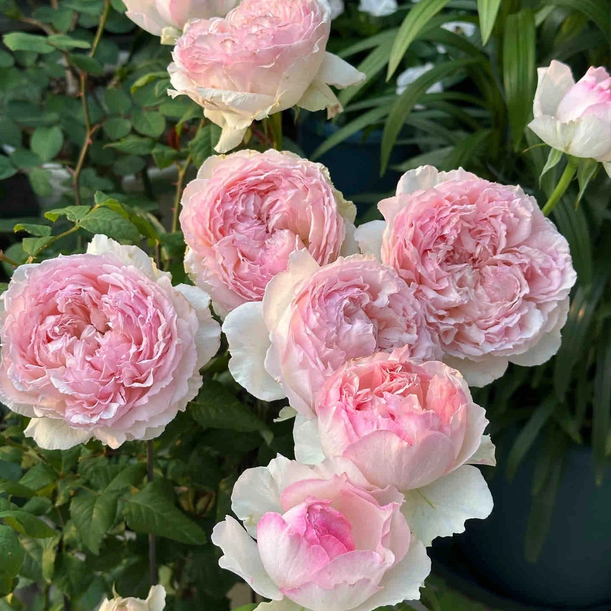 'M-Perzik' Shrub Rose