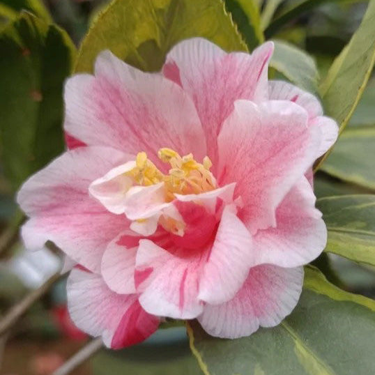 'Nishikiba-fukurin-ikkyū' Camellia