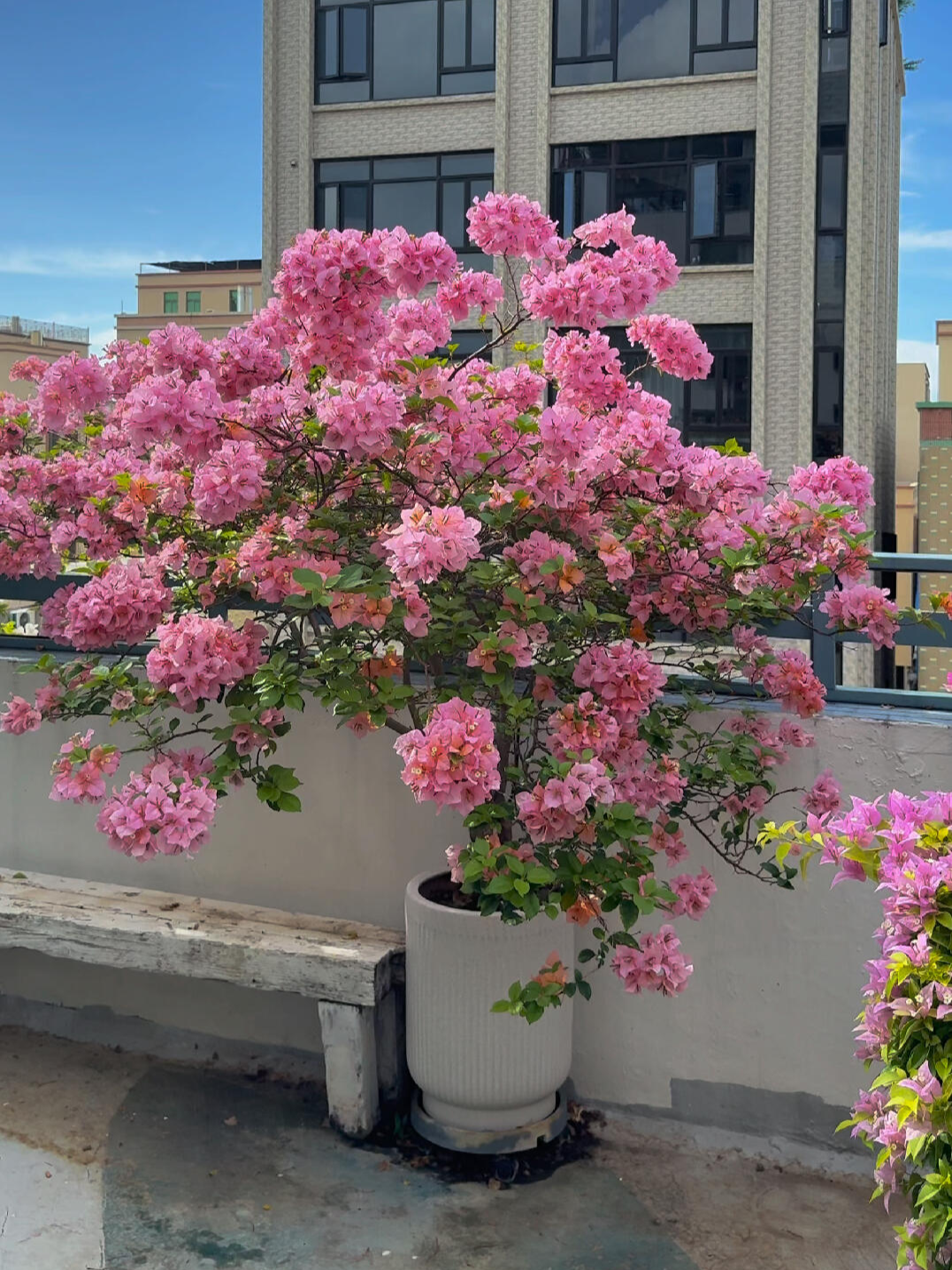Bougainvillea 'Mary Helen' (Bougainvillea 'Chameleon')