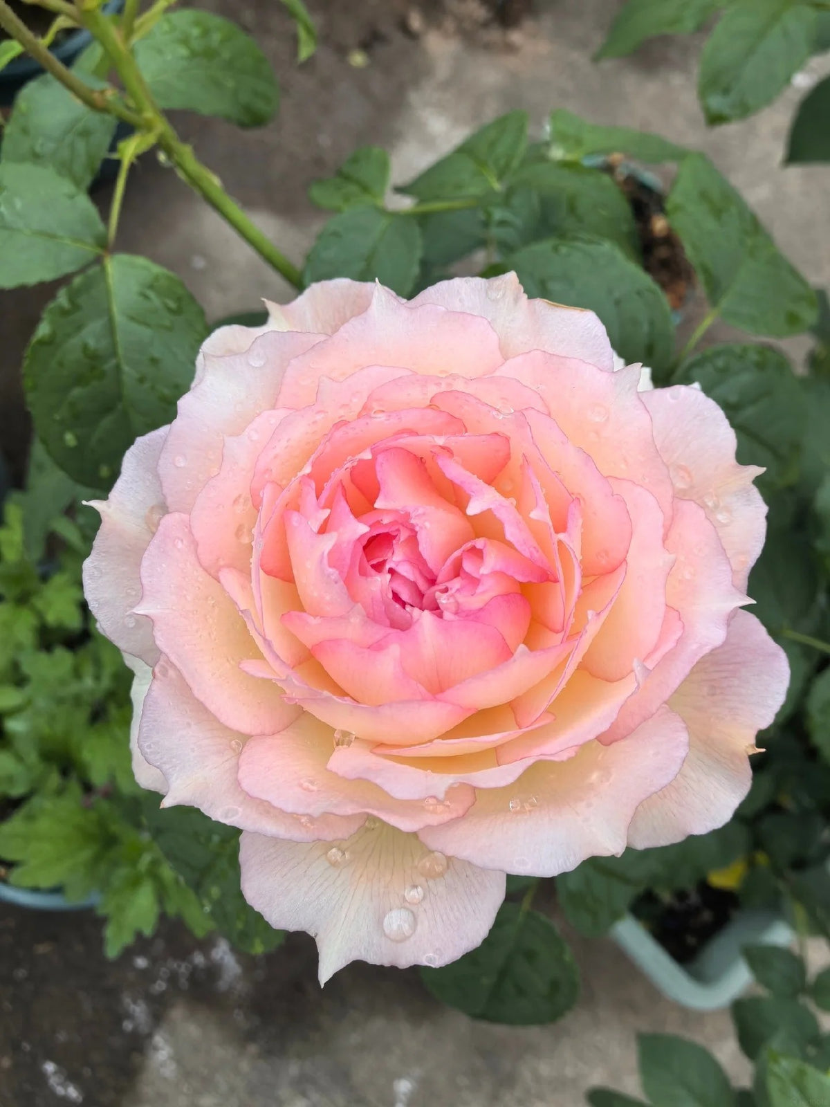 'Jade Bowl Lace' Shrub Rose