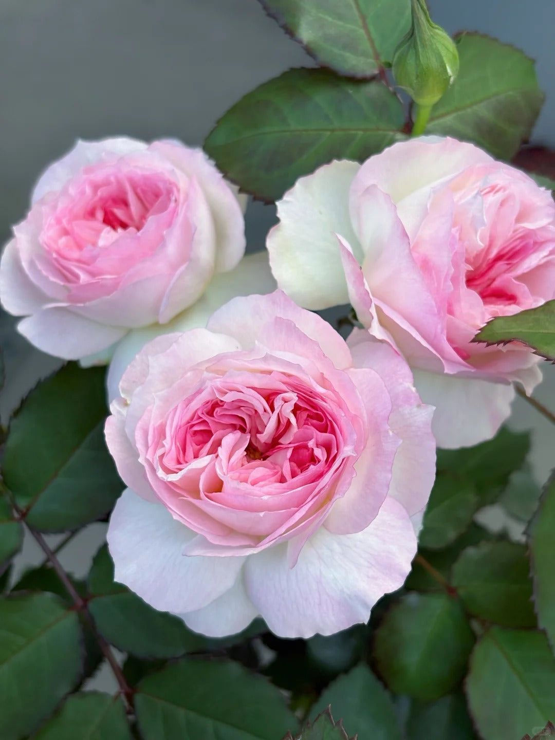 'Zhijin' Shrub Rose