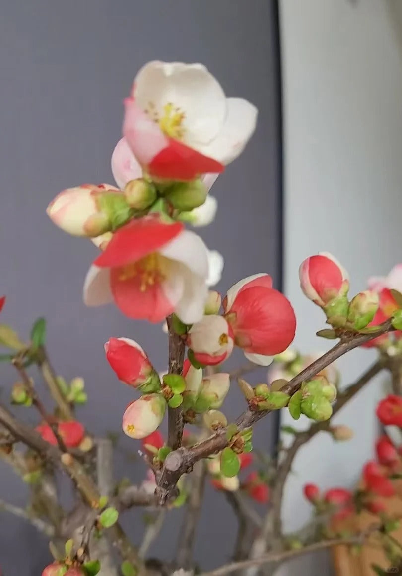 'Toyo Nishiki' Japanese Flowering Quince