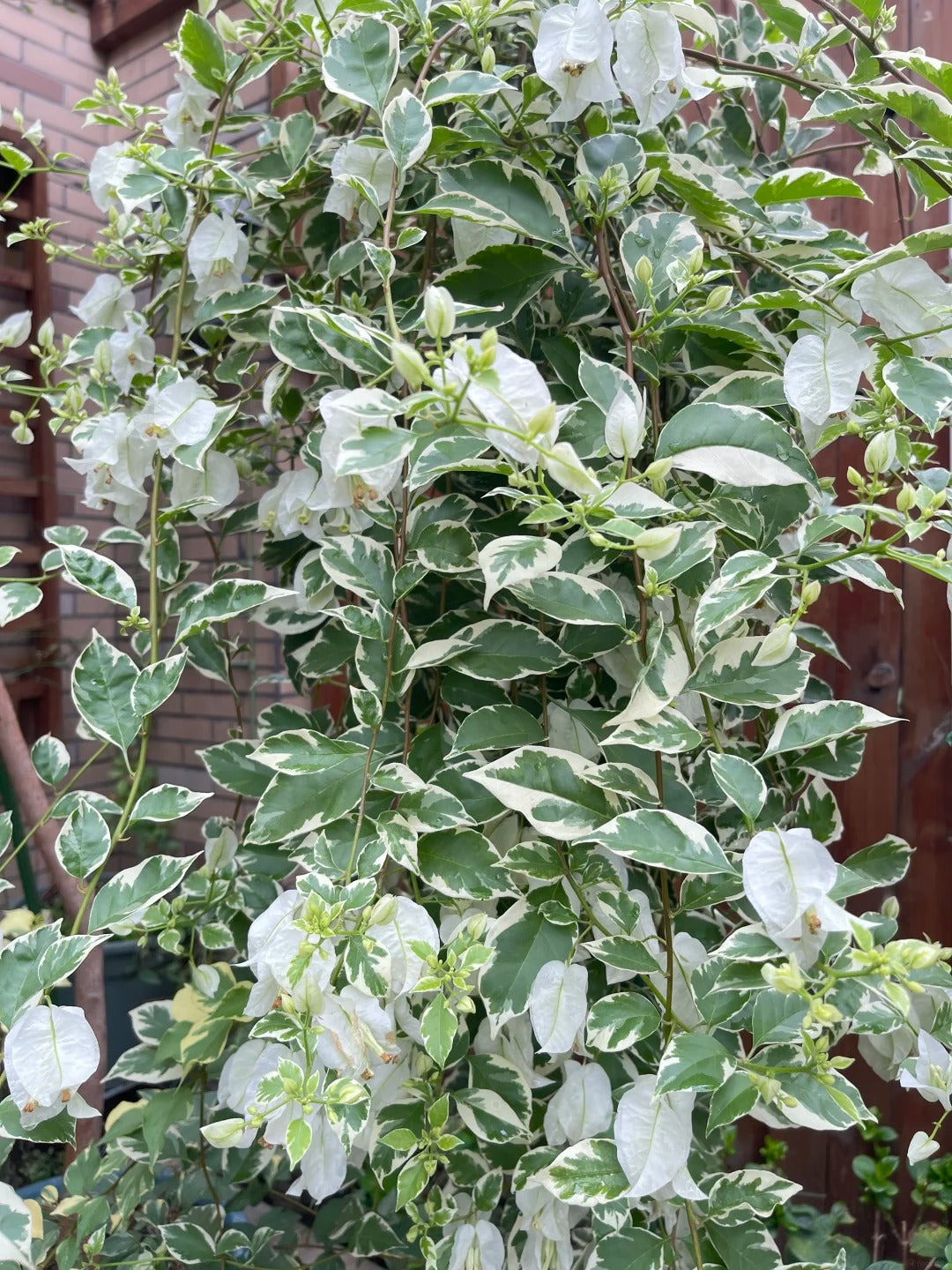 Bougainvillea 'Mrs Eva White Variegata'