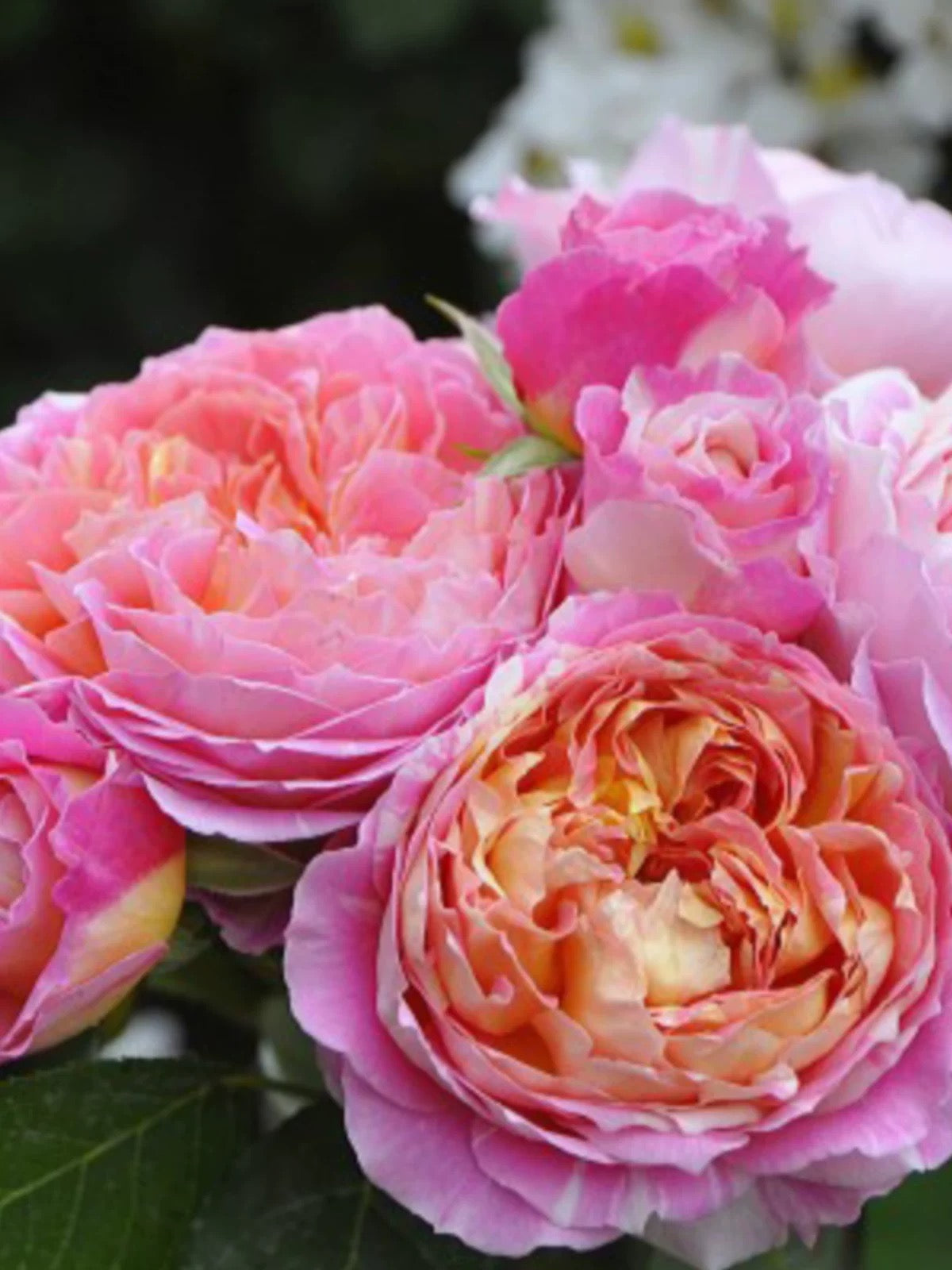 'Claude Monet' Shrub Rose