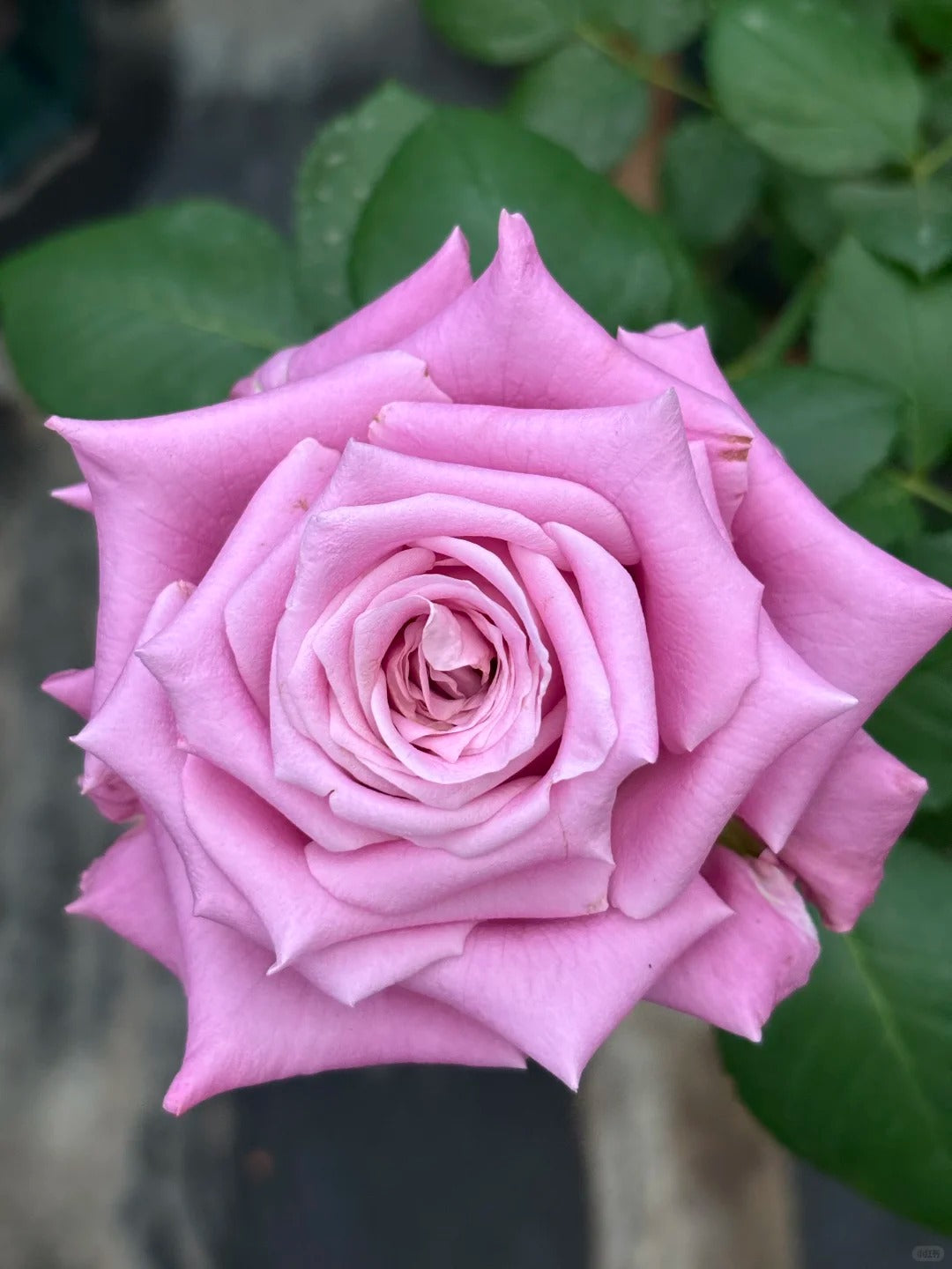 'Maritim' Shrub Rose