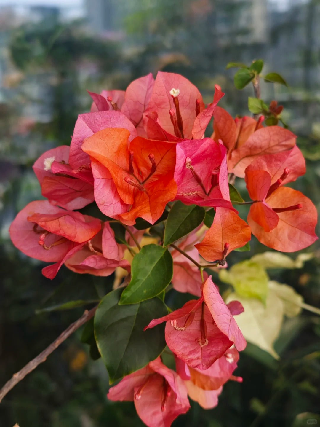 Bougainvillea 'Lemon Orange'