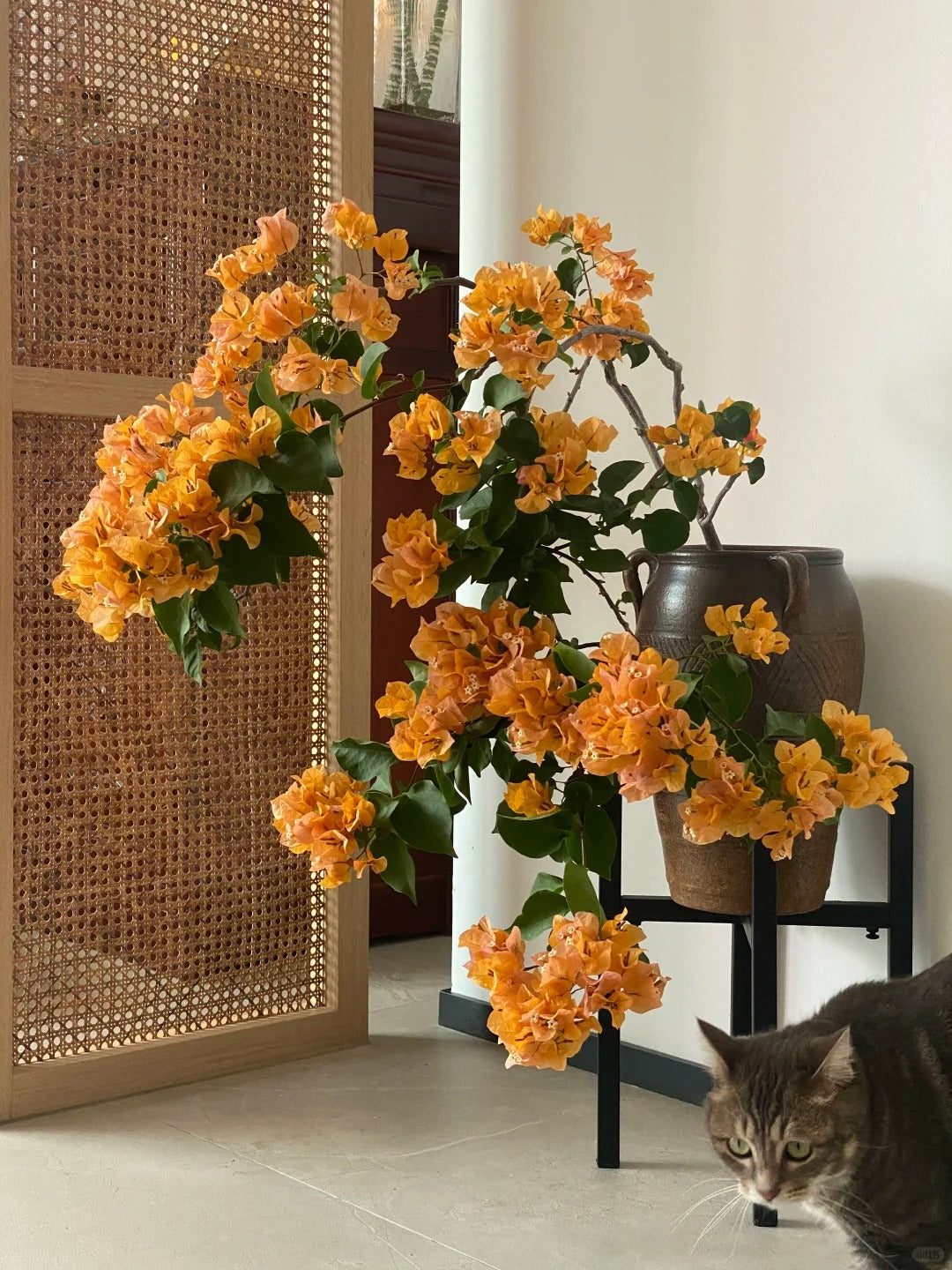 Bougainvillea 'California Gold'
