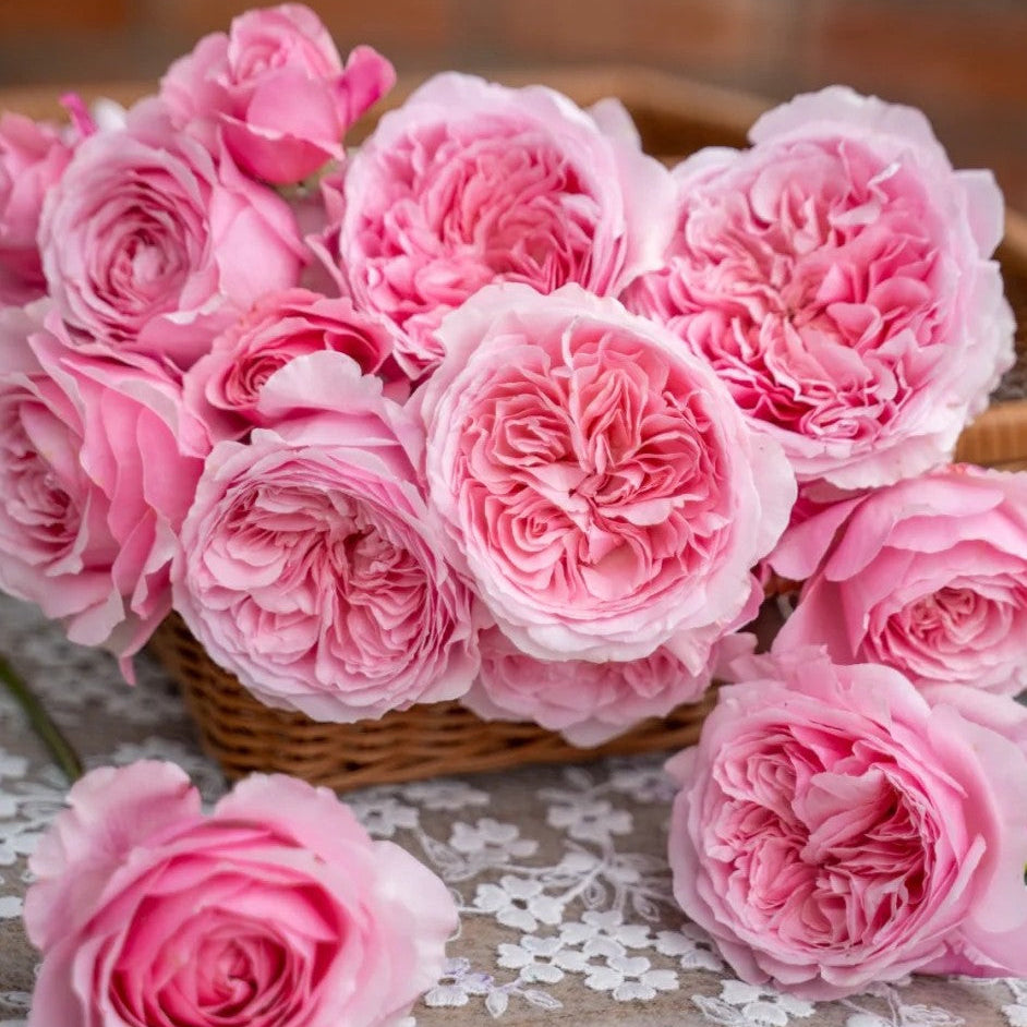 'Hejiao' Shrub Rose