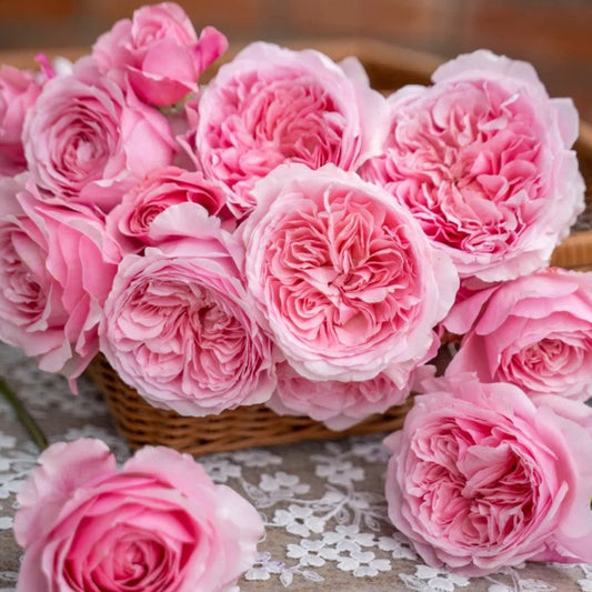 'Hejiao' Shrub Rose