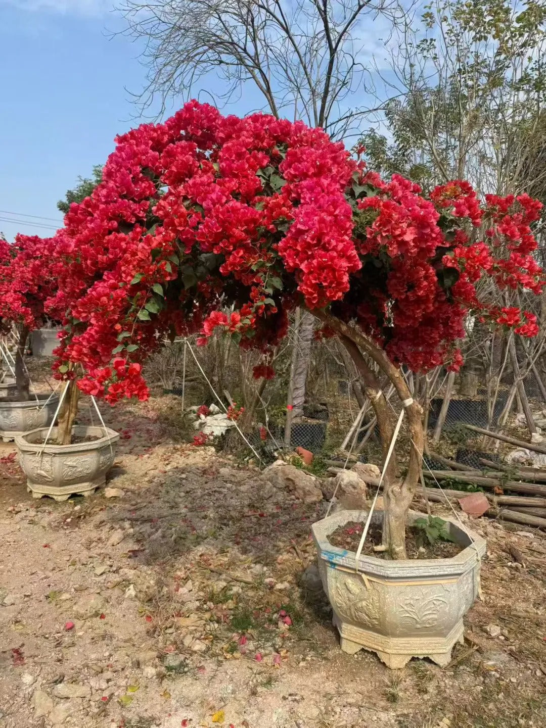 Bougainvillea 'Brezza Red'