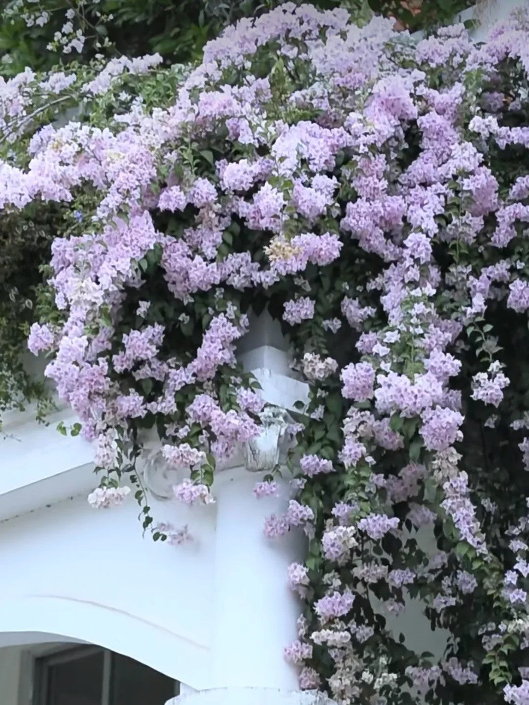 Bougainvillea 'Apple Blossom'