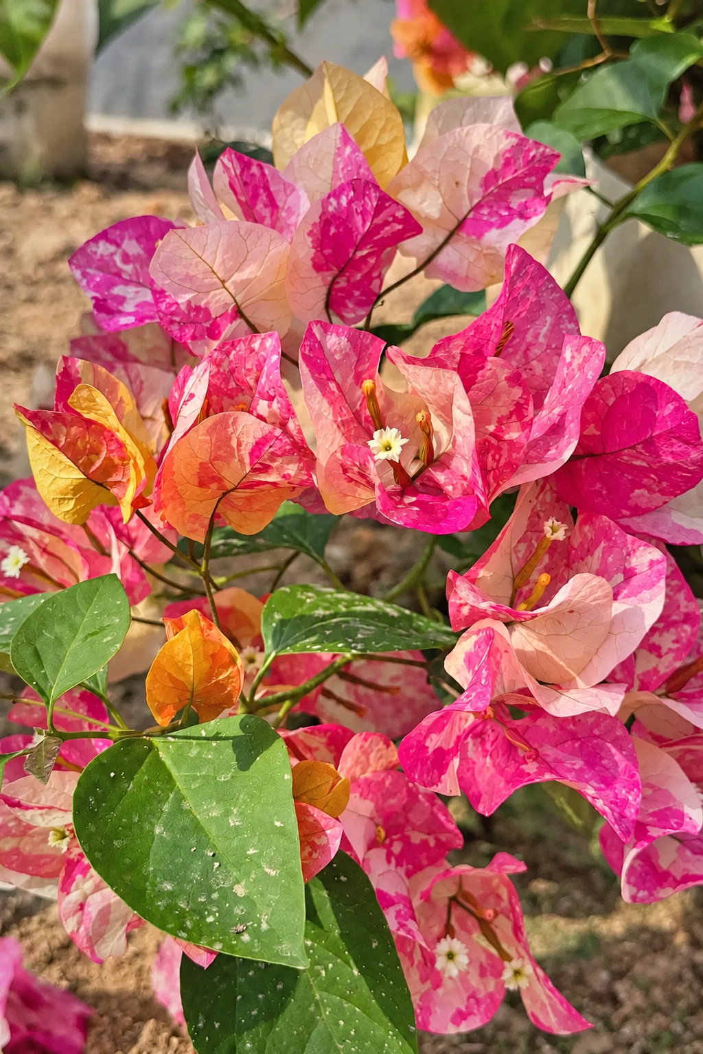 Bougainvillea 'Ajuna'