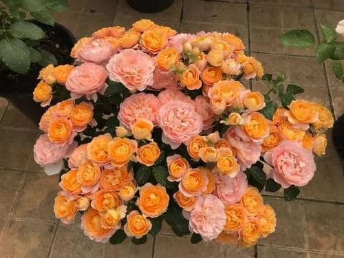'Juicy Terrazza' Shrub Rose